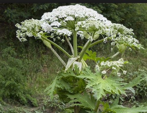 Hogweed